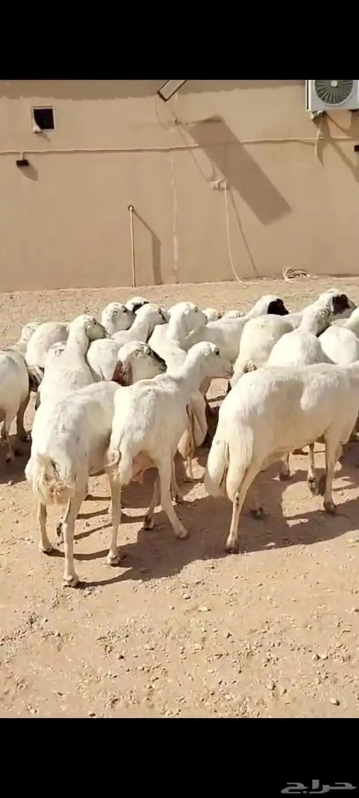 البيع غنم رفيد العدد 19راس 2