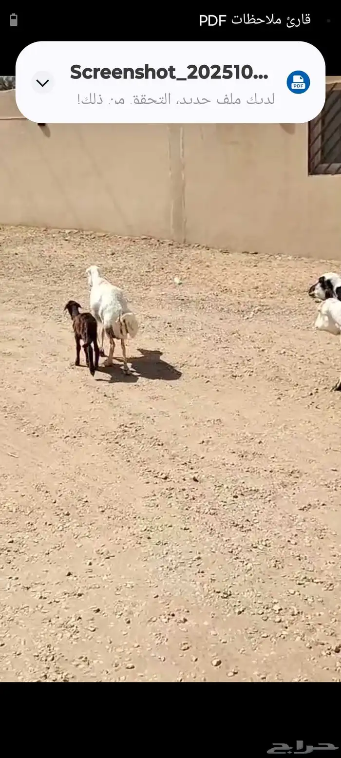 البيع غنم رفيد العدد 19راس 0