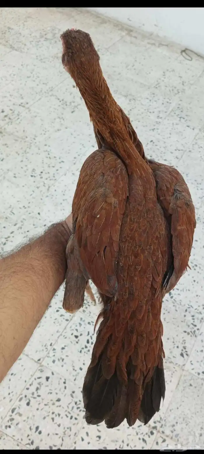 دجاجه باكستاني 0