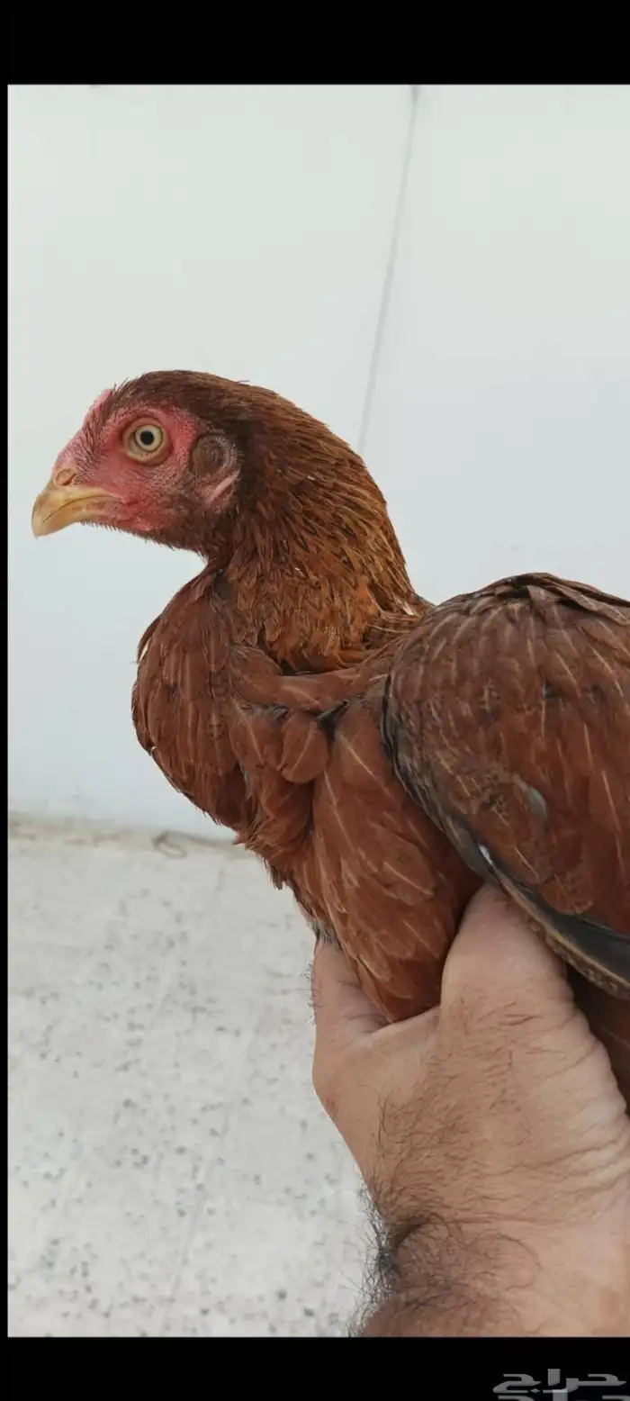 دجاجه باكستاني 2