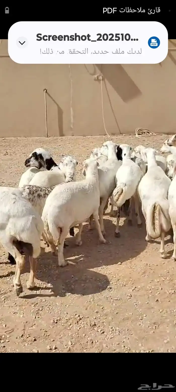 البيع غنم رفيد العدد 19راس 1