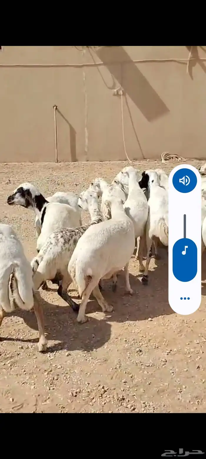 البيع غنم رفيد العدد 19راس 3