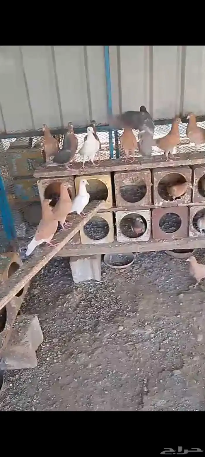 زواجل حمام زاجل الوان مميزه 2
