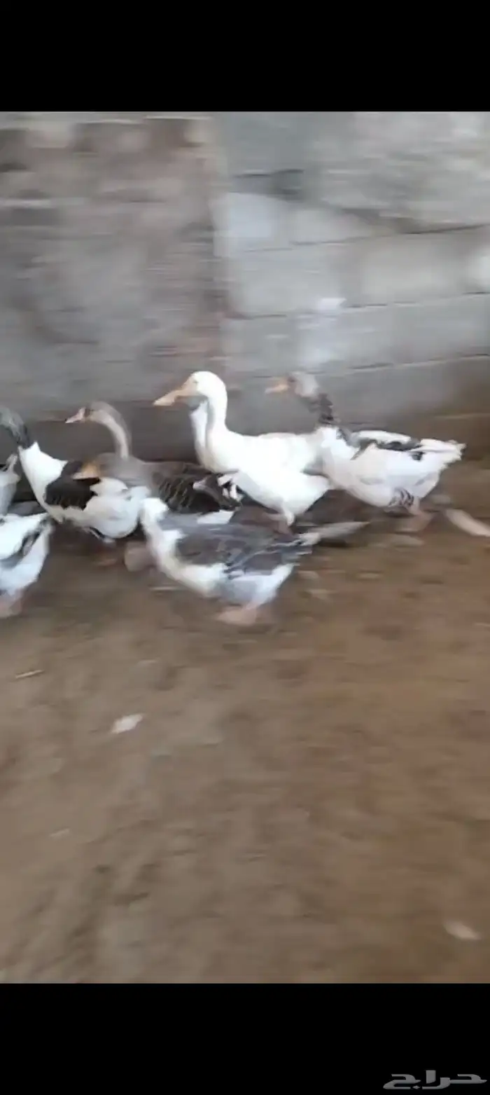 وز منتج 2