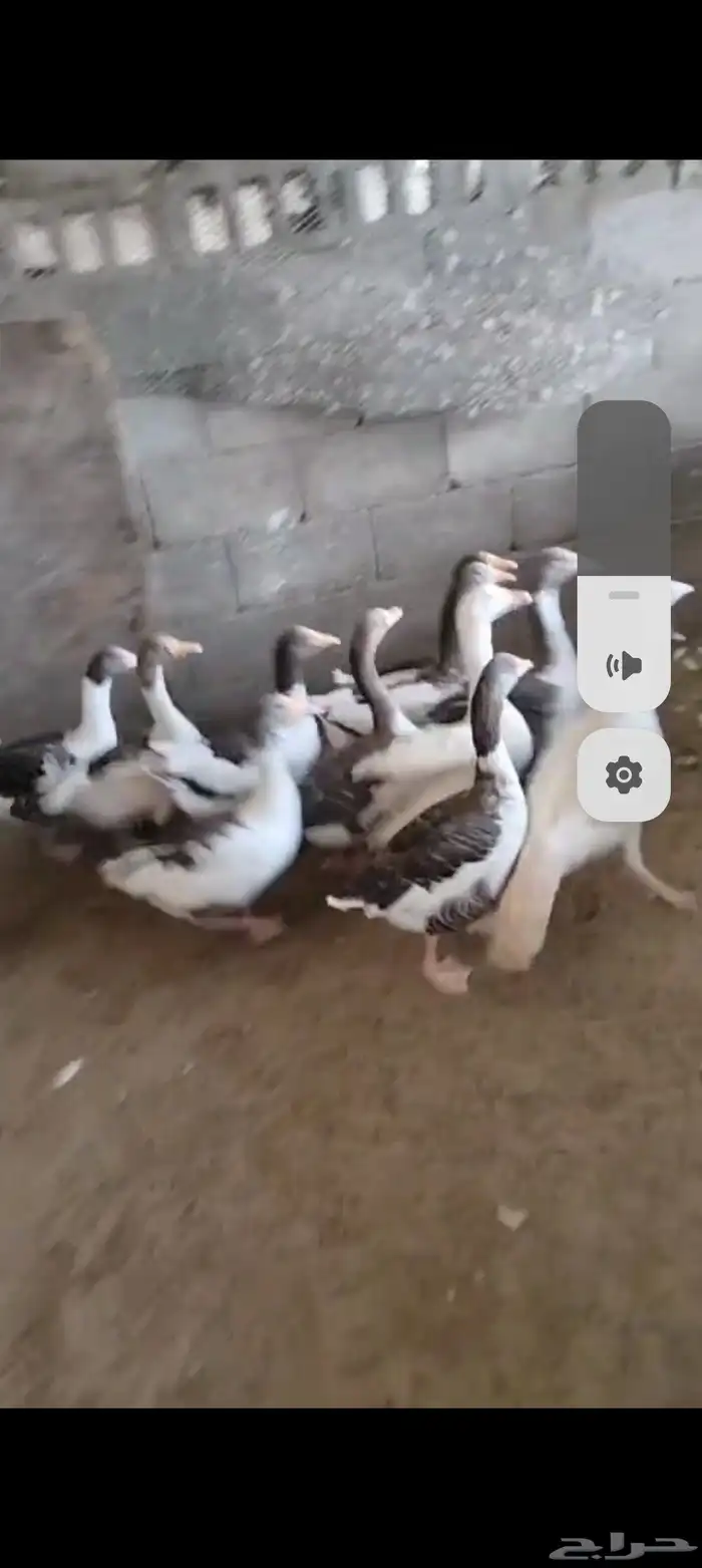 وز منتج 0