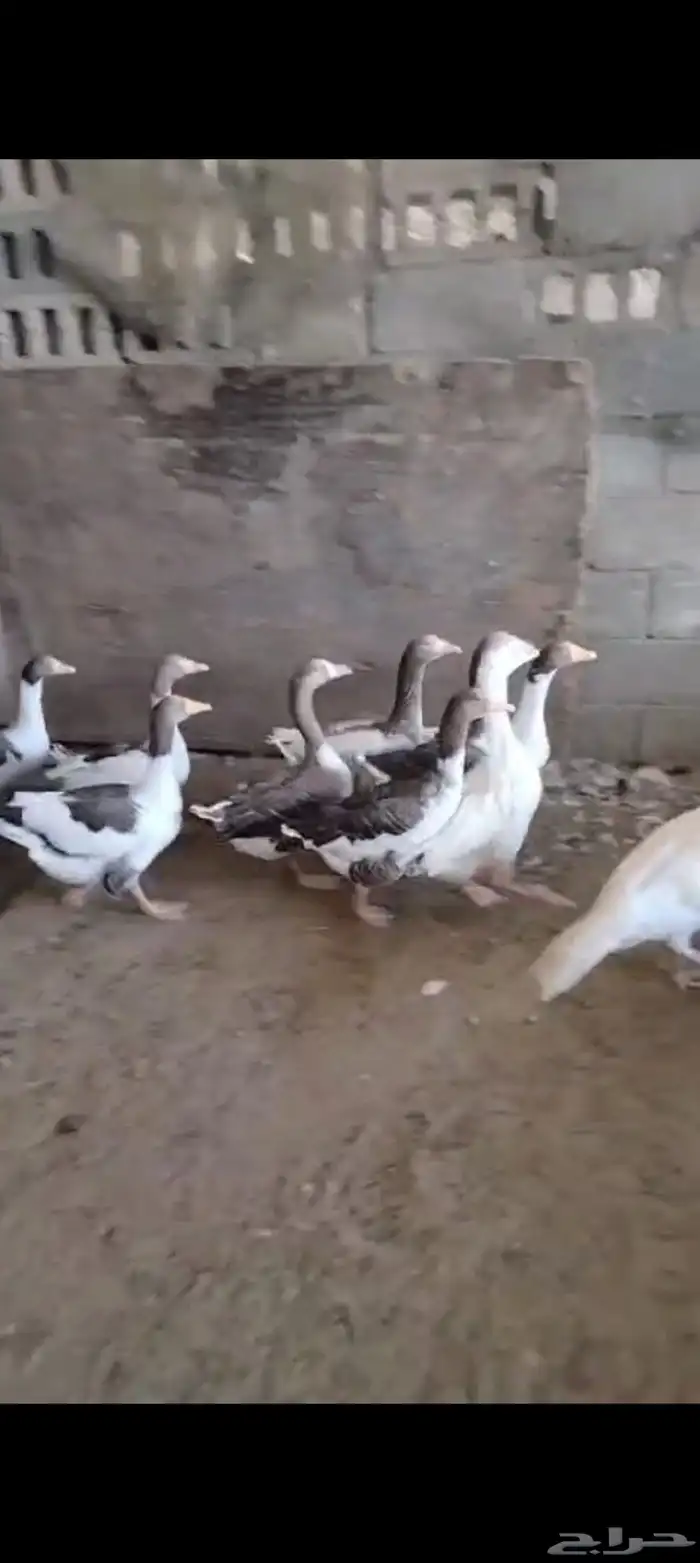 وز منتج 1