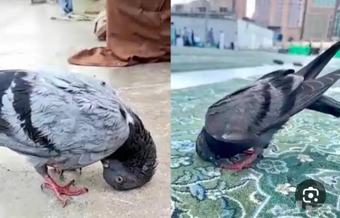 لتبني حمامه مصرعه مع زوجه 0