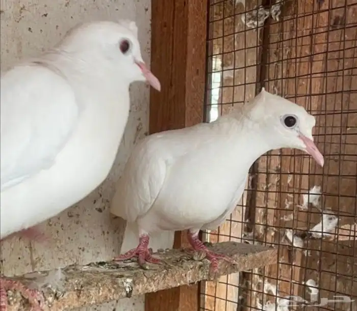 جوز قماري منتج 2