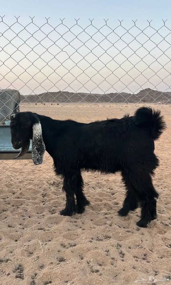 للبيع تيس 2