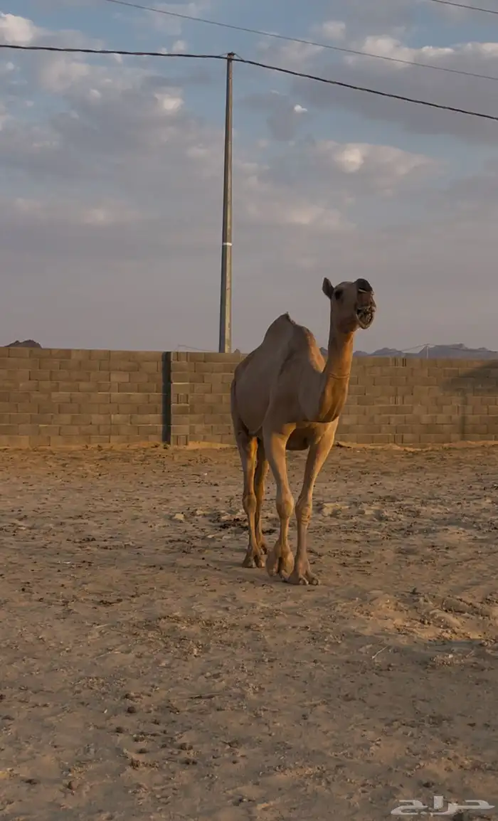 لقحه شقحاء 0