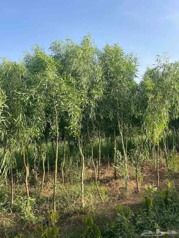 مشتل الجموم الجميع انواع اشجار با الجملة 3
