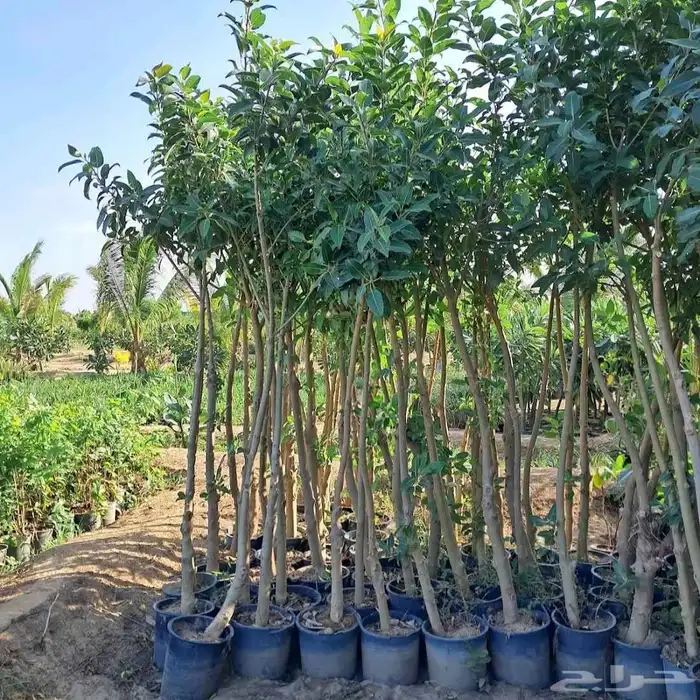مشتل الجموم الجميع انواع اشجار با الجملة 8