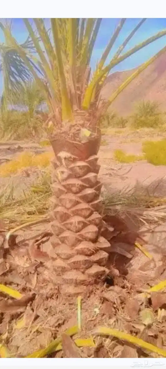 تكريب النخل وقص الاشجار 2