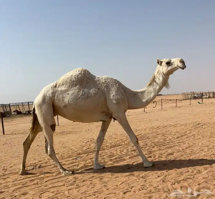 لقحه وضحاء 3
