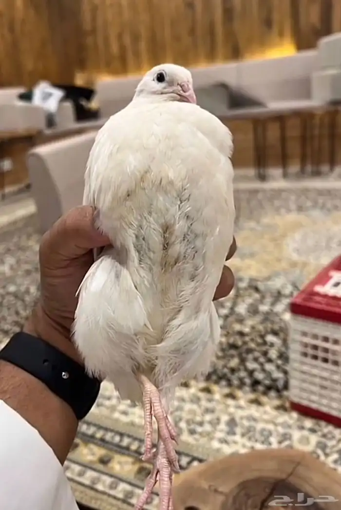 متوفر بيض السمان الابيض تكساس العملاق 2