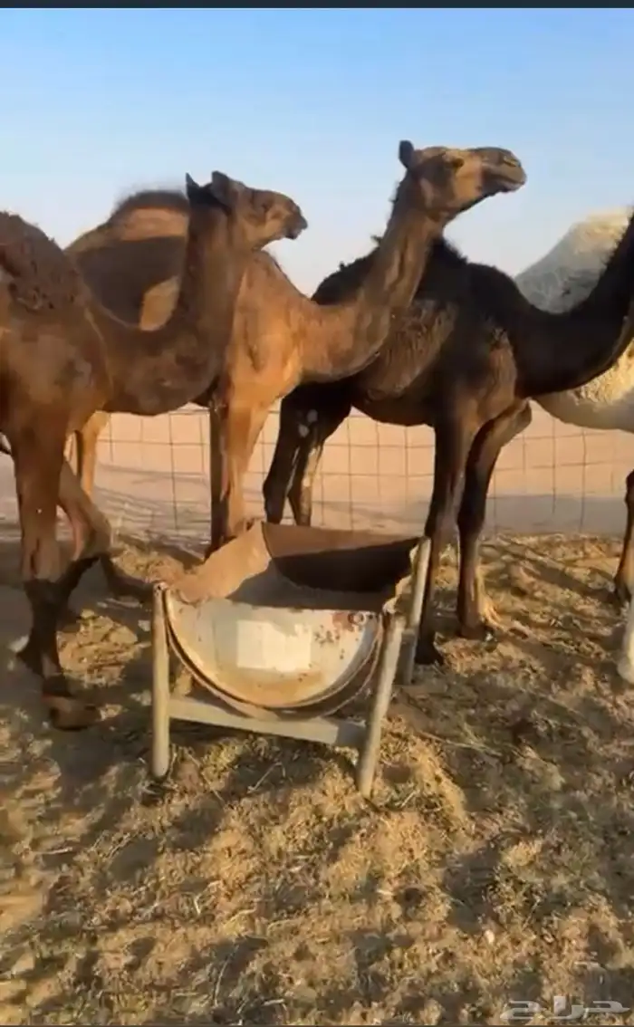 قعدان مفاريد طيبه جدا 5
