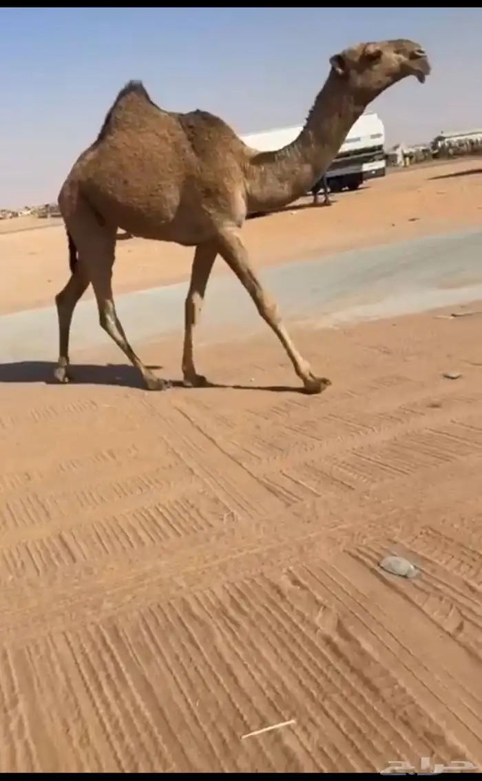 للبيع مفروده 1