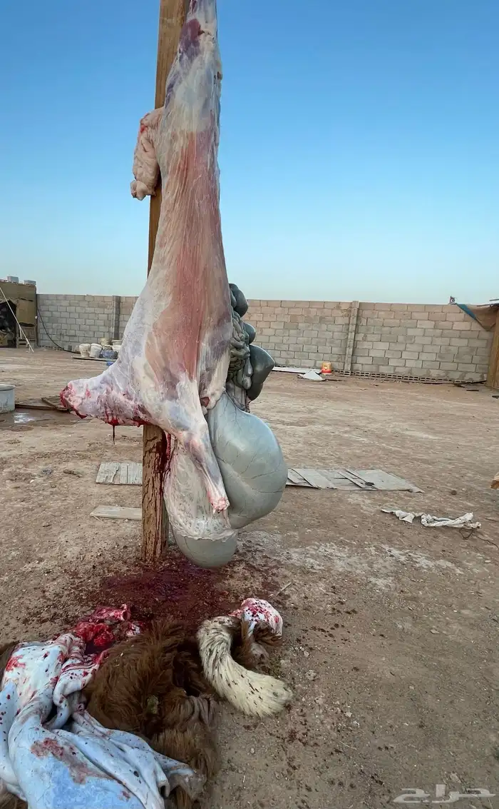 ذبايح سواكن حمري شرط 3
