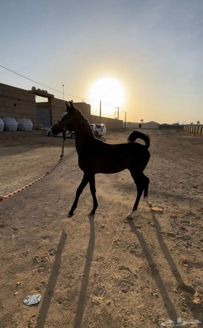 مهر ولد نيروز عنايه 1