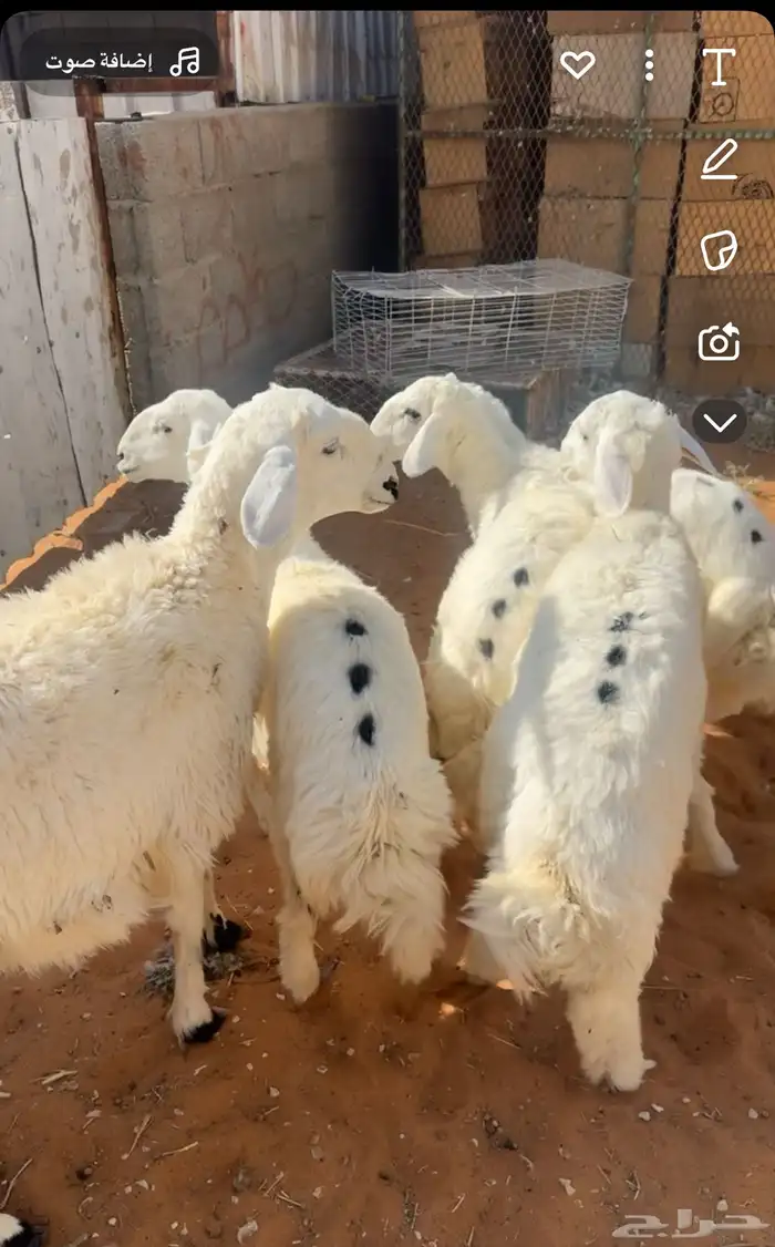 طليان حرية جبر وسط لباني 4