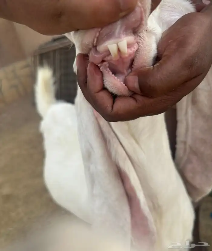 ثنية مطور هولندية بيضا برصا حاصب 2