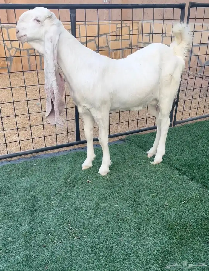 ثنية مطور هولندية بيضا برصا حاصب 0