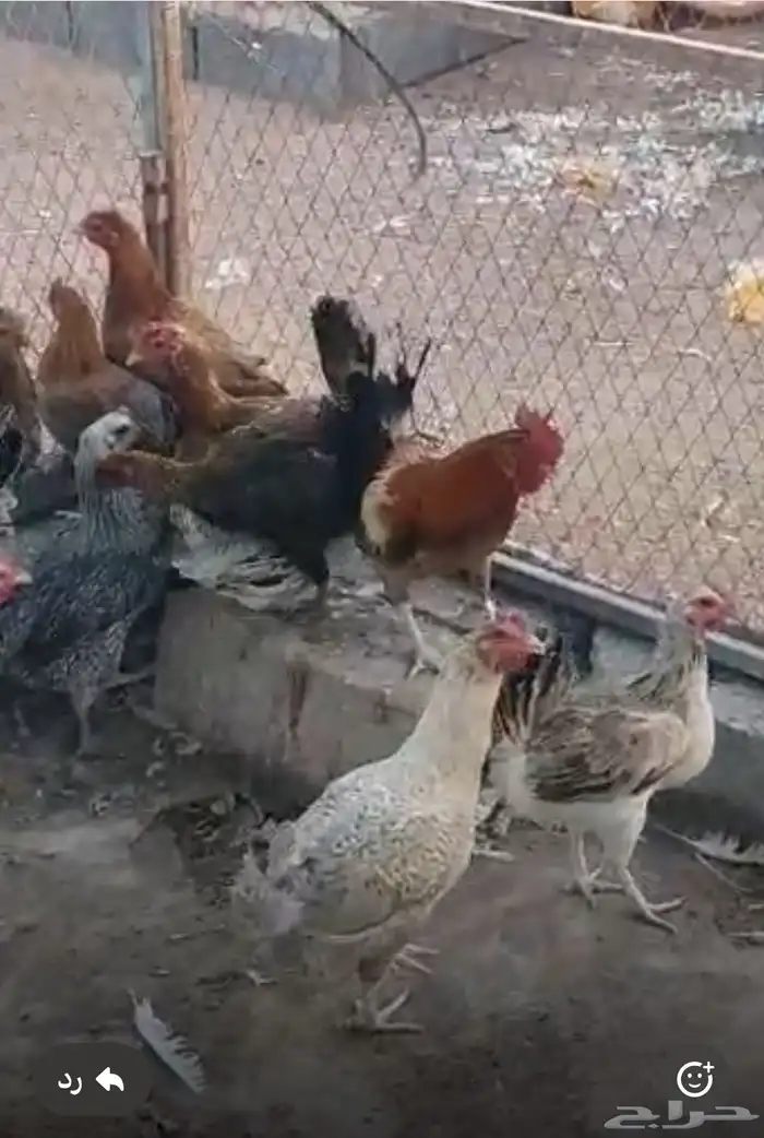 دجاج بلدي بياض 1
