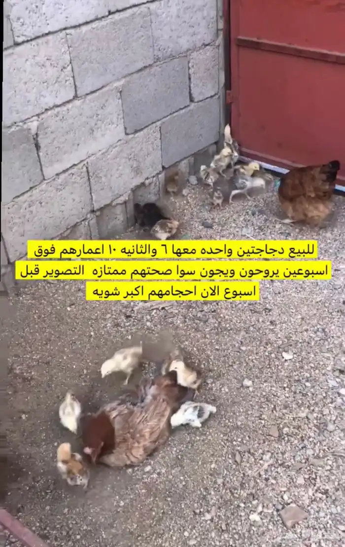دجاج 1