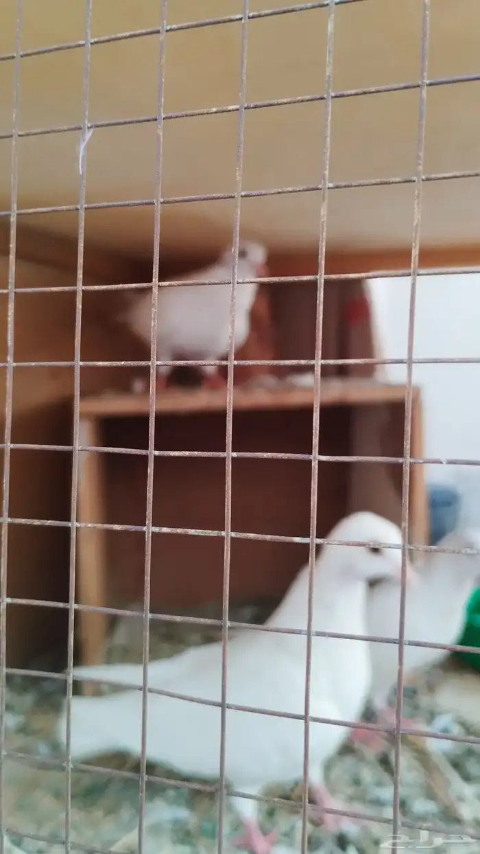 طبات حمام صنعاوي 1