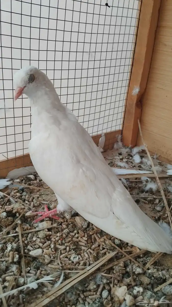 طبات حمام صنعاوي 7