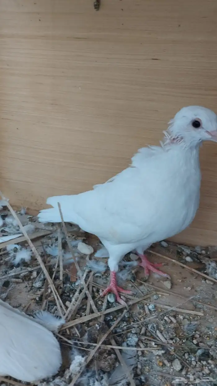 طبات حمام صنعاوي 8