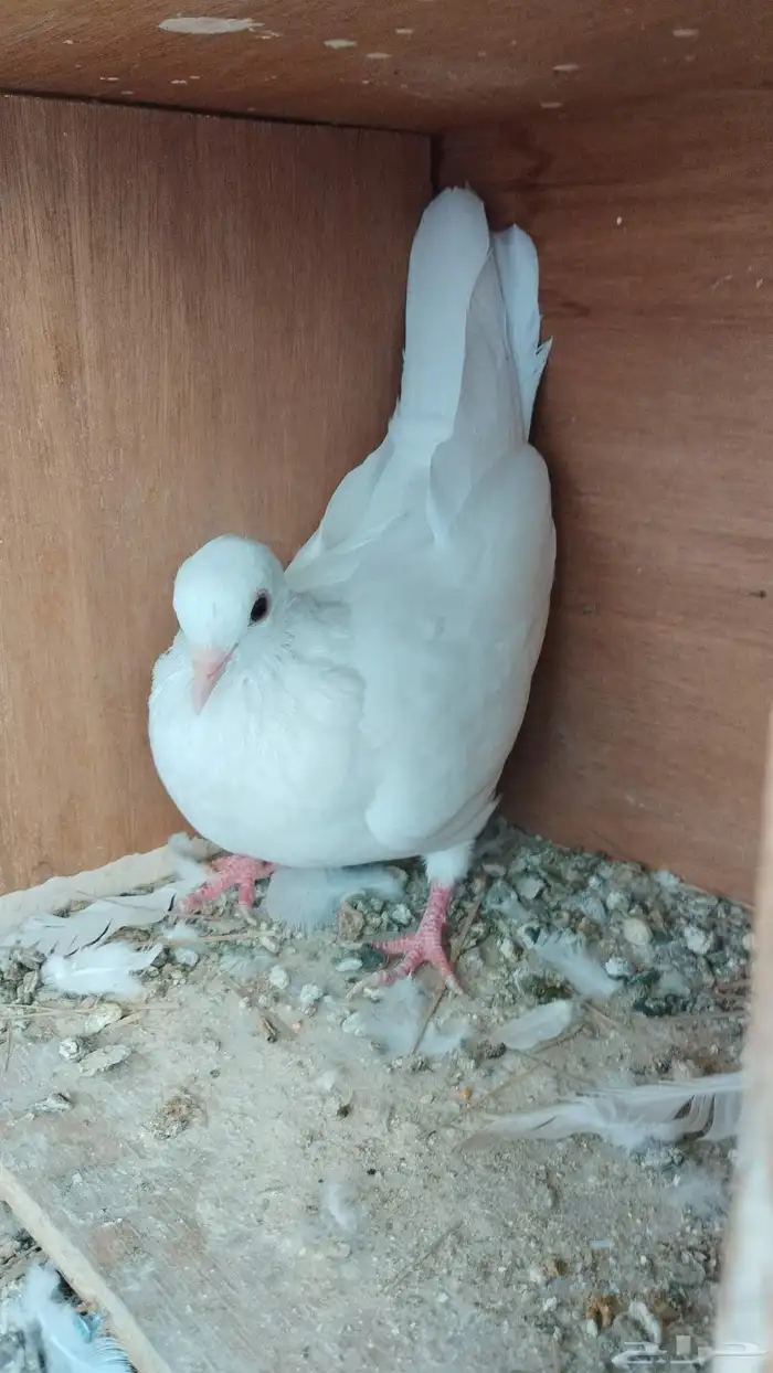 طبات حمام صنعاوي 9