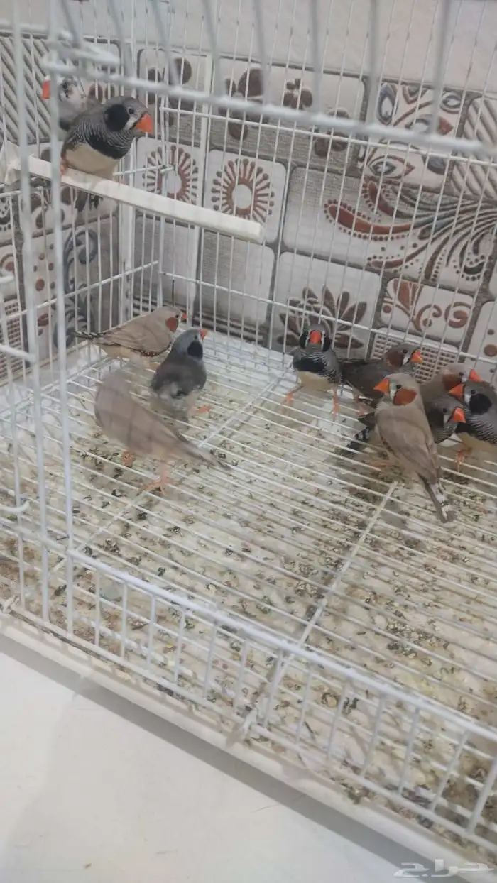 للبيع اجوز زيبرا منتجين 1