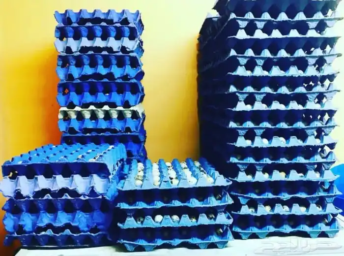 للبيع بيض سمان 0