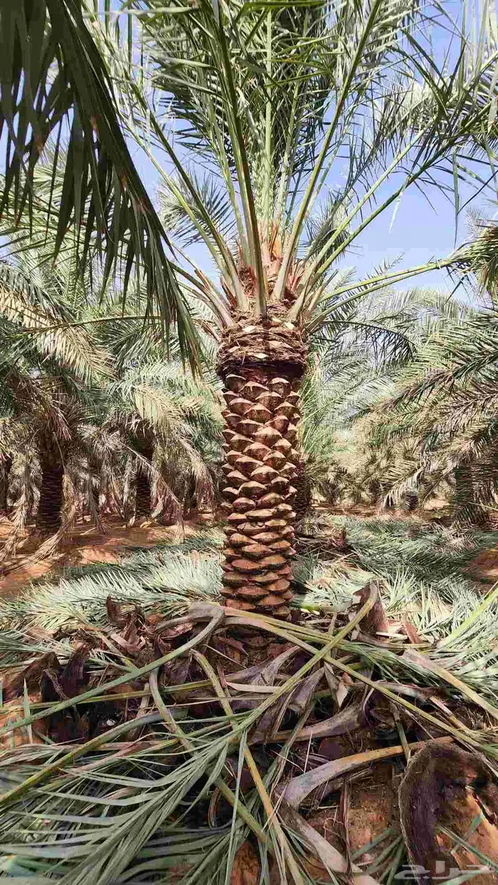 نخل للبيع من جميع المقاسات 5