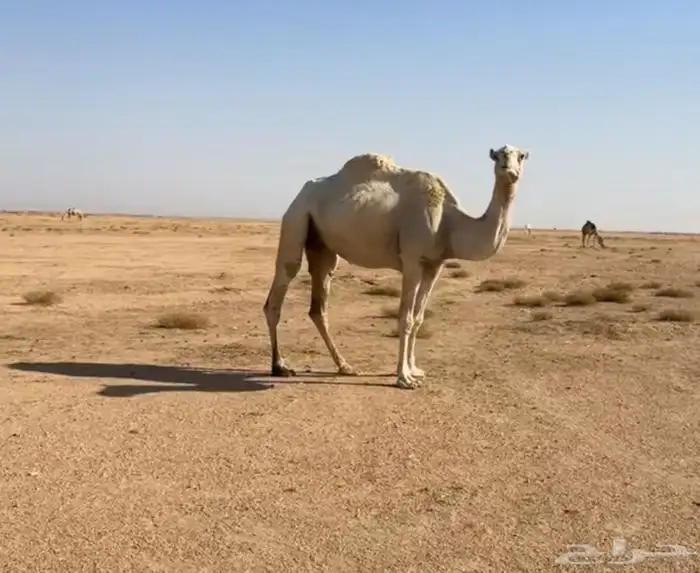 للبيع لقحه وضحا 1