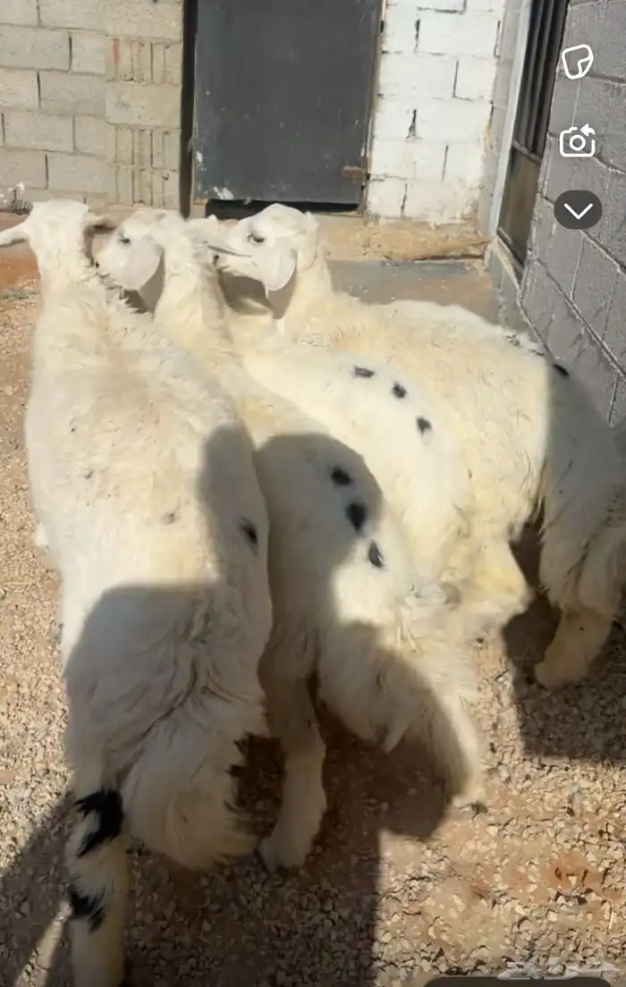 طليان حرية جبر وسط لباني 1