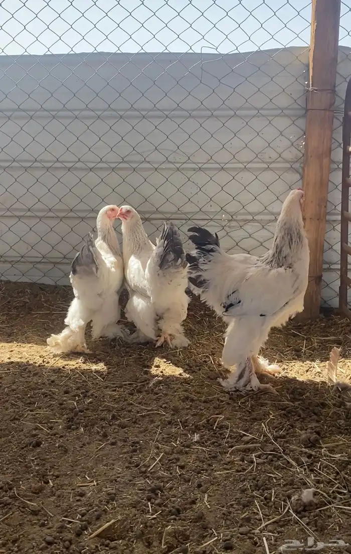 طقم براهما مستوى كولمبي ( لون مميز ) 0