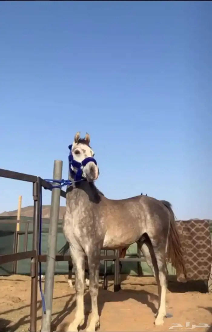 سلام عليكم حصان شعبي للبيع الاسم بجيك العمر سنتين وعشرين 0