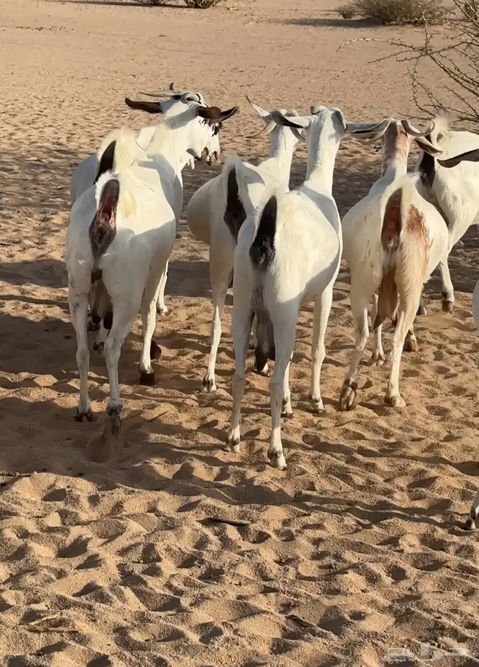 ماعز بيشات صنف 1