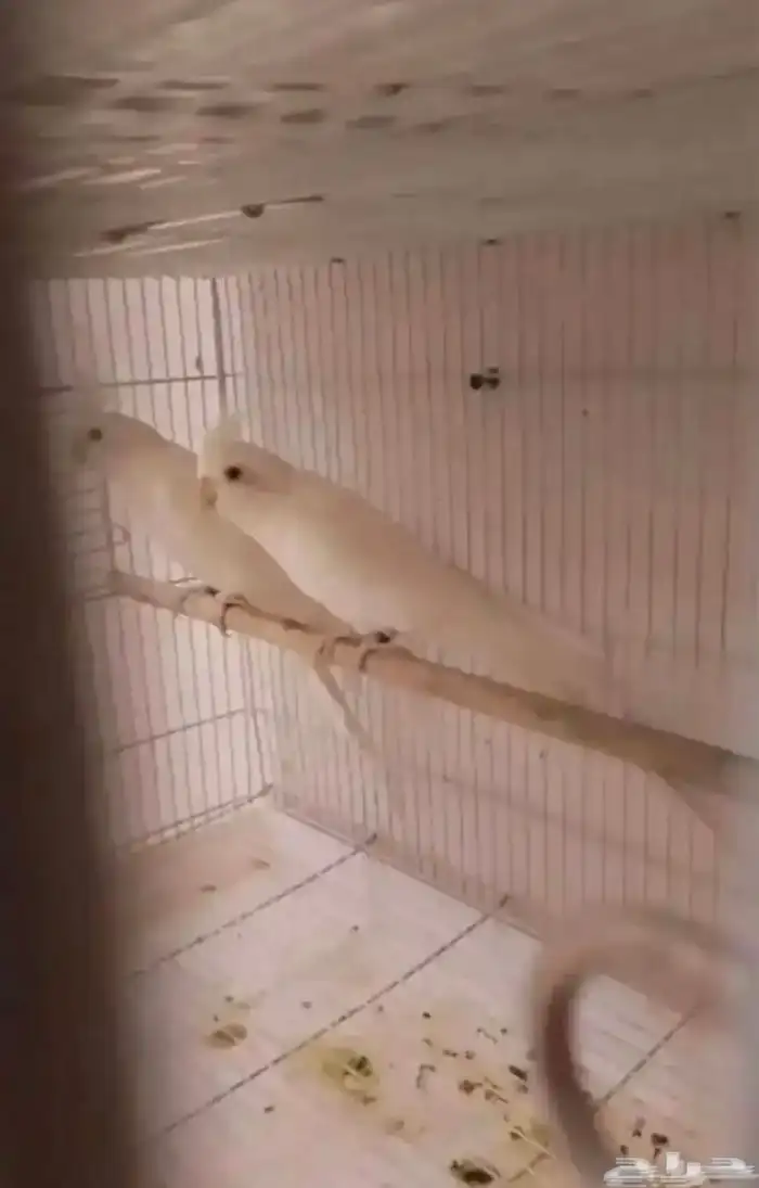 للبيع ازواج 10
