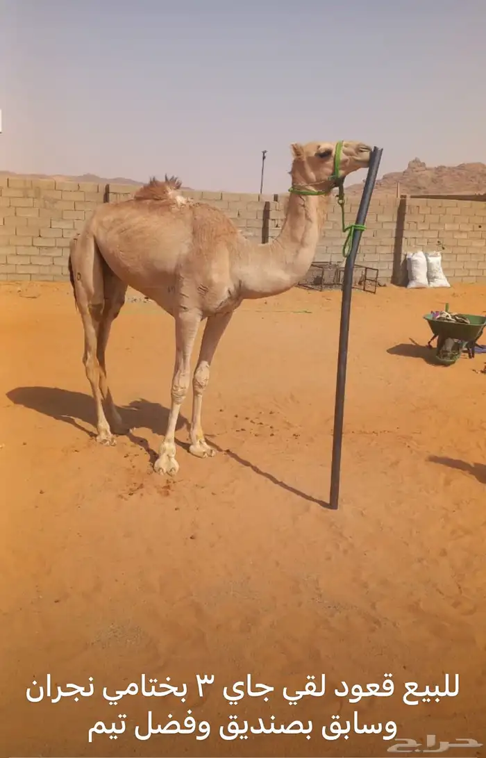 هجن 0