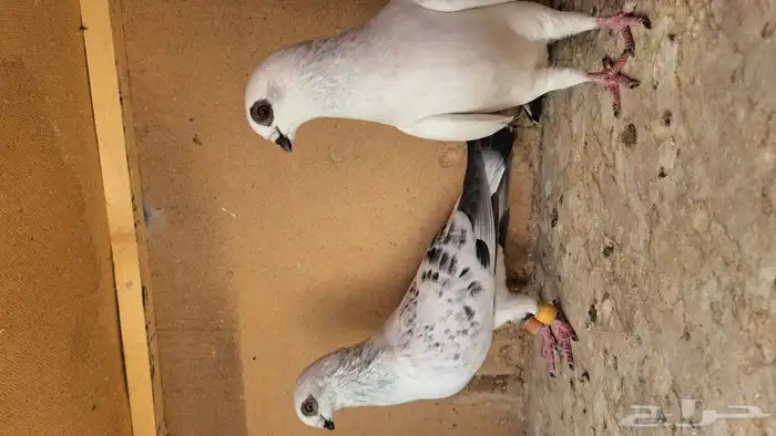 زوج بواز منتجات 2