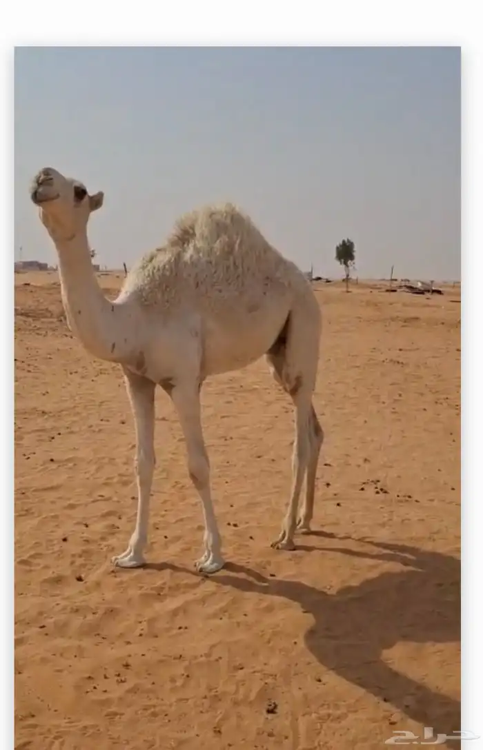 قعود 2
