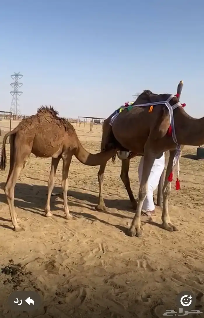 خلفه تحتها قعود عمره حول 4 او 5 اشهر ناقة مقنوي ومناح 0