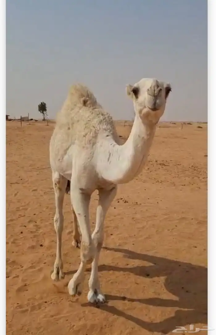 قعود 1