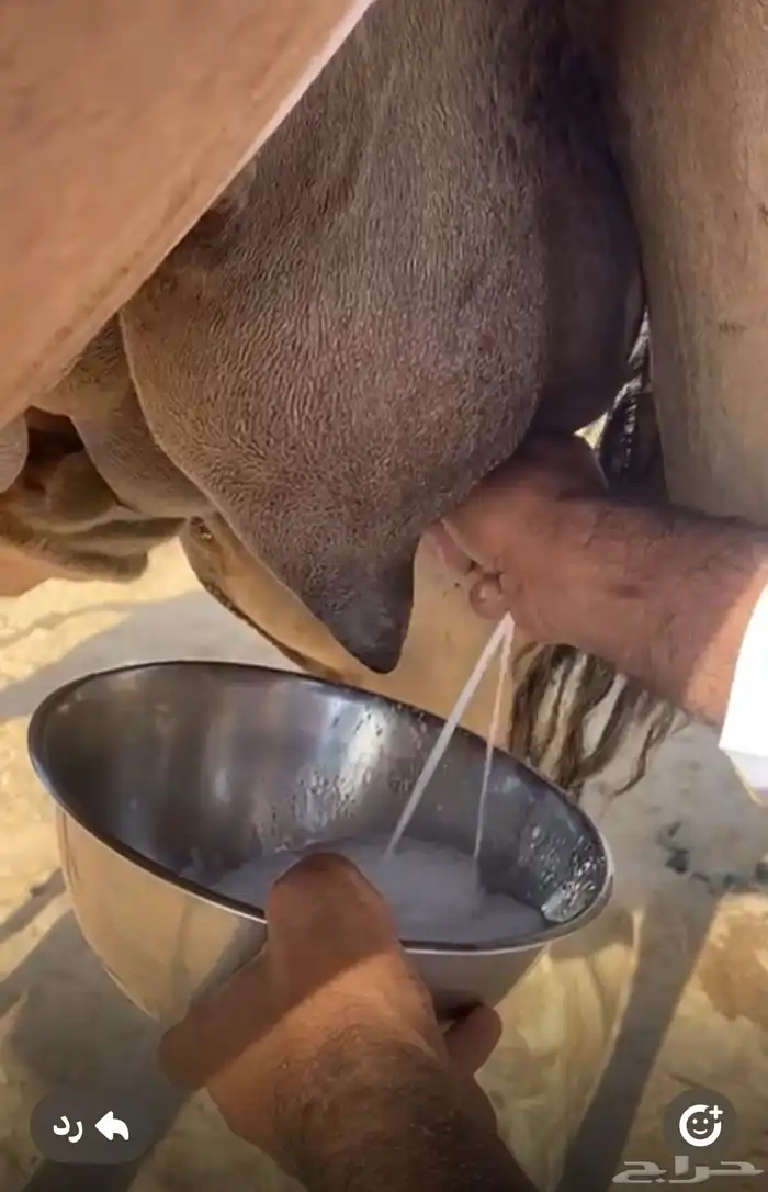 خلفه تحتها قعود عمره حول 4 او 5 اشهر ناقة مقنوي ومناح 2