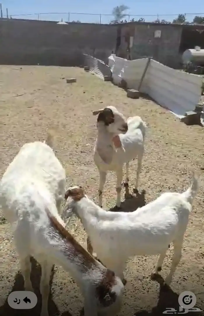 للبيع صنف غنم هولنديه للبيع   ثلاث إناث د فع هالحين 0