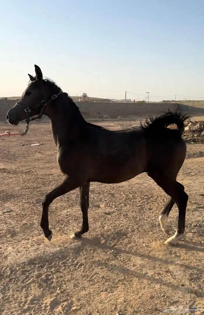 مهر ولد نيروز عنايه 2
