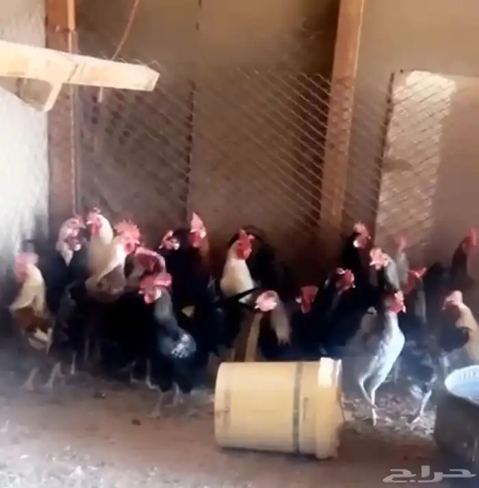 دجاج بلدي للبيع 2